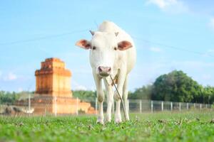 A white cow stand in a grassy field with an ancient orange brick structure in the background photo