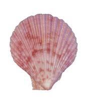 sea shell isolated on white photo