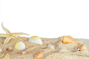 beautiful shells on sand border isolated photo