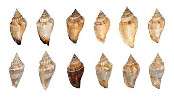 collection of beautiful shells isolated element photo