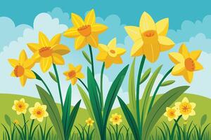 Daffodils in the field with blue sky and clouds vector