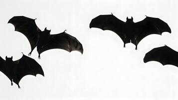 flying bats silhouette isolated on white background photo