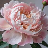A beautifully detailed pink peony flower in full bloom, showcasing delicate, soft petals with a realistic texture. photo