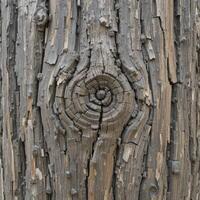 The background is a close up of an old tree with deep cracks and furrows. In the center, a tree knot with concentric circles is visible, surrounded by a rough bark texture. photo
