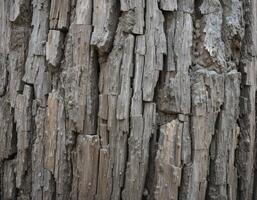 background is a close-up of an old tree with deep cracks and furrows. In the center, a tree knot with concentric circles is visible, surrounded by a rough bark texture. photo