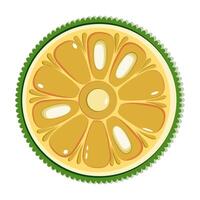 Jackfruit slice botanical illustration in flat technique vector