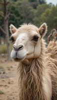 camel with fluffy fur and friendly eyes against the background of a desert landscape. The bright sky and warm sun create a calm atmosphere. photo