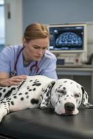 Veterinarian gently readies a dalmatian for an MRI exam in a veterinary clinic. The atmosphere highlights advanced technology for diagnosing animal health issues photo