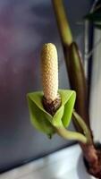 Solitary flower of ZZ Plant. Inflorescence. The Zamioculcas plant, glossy green leaves, is in bloom, unique flowers that emerge from its sturdy stalks, resilient houseplant. photo