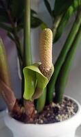 The ZZ plant's single bloom features striking inflorescence, rising from strong stems. With its shiny green foliage, this tough houseplant showcases distinctive flowers. photo