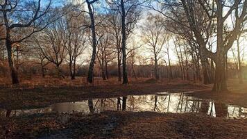 A serene forest scene captures the tranquility of early spring or late autumn, with vibrant foliage mirrored in the still waters, evoking a sense of peace and natural beauty. photo