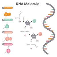 Genomic science illustration of the components of an RNA molecule vector