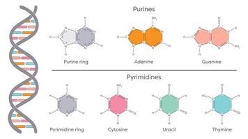 Nitrogenous bases of DNA and RNA vector