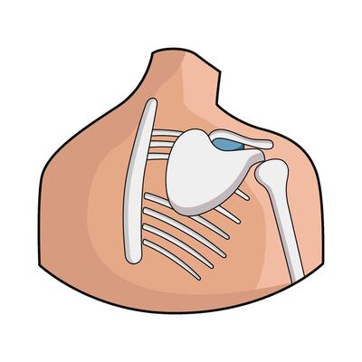 illustration of Shoulder Blade