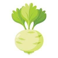 Fresh Celery Root Isolated on White vector