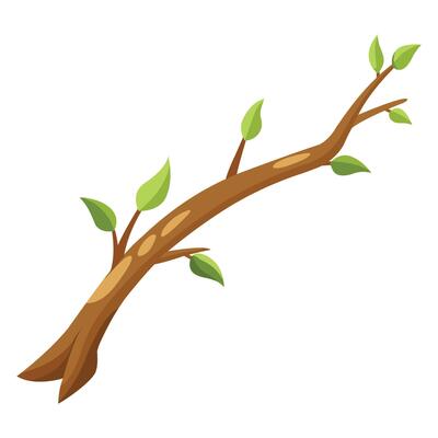 Closeup Tree Branch Isolated on White