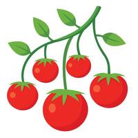 tomatoes hanging on the vine on White Background vector