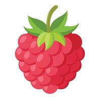 single raspberry fruit on White Background vector