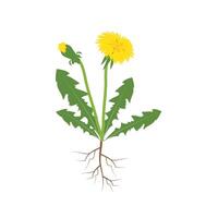Dandelion illustration material one point vector