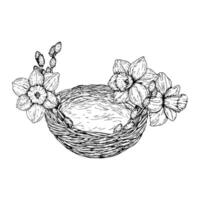 illustration of an empty Easter nest decorated with blooming daffodils and willow branches. Hand drawn ink in monochrome ink line art. Perfect for spring, 8 March and holiday designs. vector