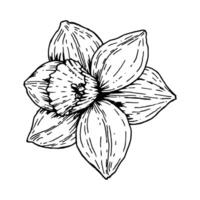 illustration of a single narcissus flower, top view. Hand drawn black and white line art of spring daffodil in bloom, perfect for botanical prints, Easter decor, packaging and seasonal projects vector