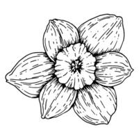 Hand drawn narcissus flower in full bloom, front view. Detailed black and white botanical illustration of spring daffodil with six petals and central trumpet. Ink sketch for floral and Easter themes. vector