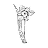 Hand drawn black and white illustration of a blooming daffodil flower with leaves. Suitable for spring projects, botanical prints, Easter-themed materials, floral designs, and packaging concepts vector