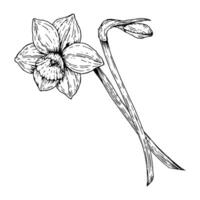 illustration of a blooming daffodil with a bud. Hand drawn in ink line art style. Monochrome black and white sketch perfect for spring design, Easter decor and 8 March floral compositions. vector