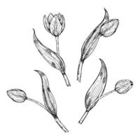 Hand drawn black and white set of tulip buds and stems with leaves. Botanical ink illustration for spring projects, floral compositions, packaging, postcards, 8 March and tulip festivals vector