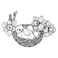 illustration of a cute chick in a nest with eggs, daffodil flowers, and willow branches. Hand drawn in black and white ink line art. Perfect for Easter, spring greeting cards and 8 March. vector