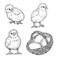 Hand drawn black and white illustration of three baby chicks and a wicker basket with eggs. Set for Easter themes, spring celebrations, farming concepts, children s materials and packaging vector