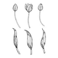 Black and white hand drawn illustration of tulip flower buds and leaves in different stages. Suitable for botanical themes, spring projects, flower compositions and educational materials. vector