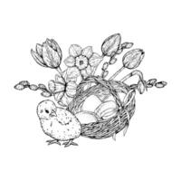 black and white illustration of a chicken near an Easter basket with eggs, blooming narcissus flowers and willow branches. Hand drawn ink line art for spring and holiday themes. vector