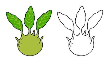 A vibrant Kohlrabi illustration, showcasing a colored version and a clean outline, side by side. vector