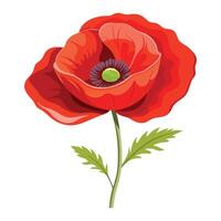 illustration of red poppy flower isolated on white background vector