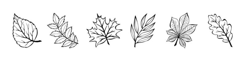 Design for Banner, Poster, Postcard. Elements for Wedding Invitations. Collection Autumn Leaves In And Drawn Style On A White Background. Illustration Set Doodle Autumn Leaves. vector