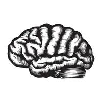 A black and white human brain sketch vector