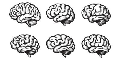 Design a bold and intelligent human brain set vector