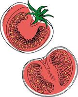 doodle style drawing of two sliced pink tomatoes isolated on white background vector