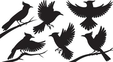 Set of Sparrow silhouettes vector