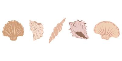Seashells beige set, hand drawn seashells of different shapes. Underwater elements for designs, invitations, cards vector
