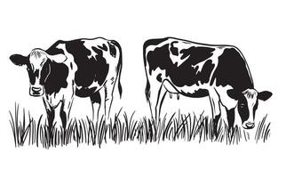 cow on the grass vector