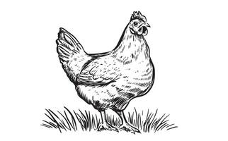 Chicken on the grass vector