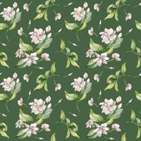 Jasmine bunch, buds, petals watercolor seamless pattern isolated on dark. White flower botanical style hand drawn on repeating texture. Flowers of jasmine background for design textile, package vector