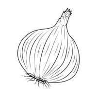 A whole onion, highlighted on a white background, in the style of line art. Black and white illustration of a vegetable. vector