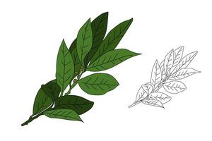 A branch of green tea, in color and contour. vector