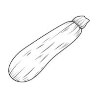 Fresh zucchini in line art style. Vegetables, vegetarian food. A simple outline illustration, highlighted on a white background. The design element. vector