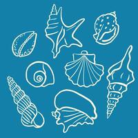 Hand drawn ink seashell illustrations. Various shell types in a minimalistic line art style. Summer, vacation, ocean, beach concept. Design elements for trendy prints, label, menu cover. vector