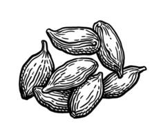 Cardamom handful. Hand drawn ink sketch isolated on white background. vector
