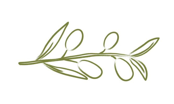 Doodle hand drawn olive tree branch. Chalk charcoal olives. Minimal pencil brush for sketch, ink art, menu, tattoo, poster. Isolated illustration.